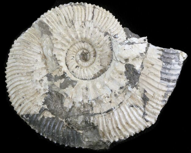 Wide Kosmoceras Ammonite - England #42654